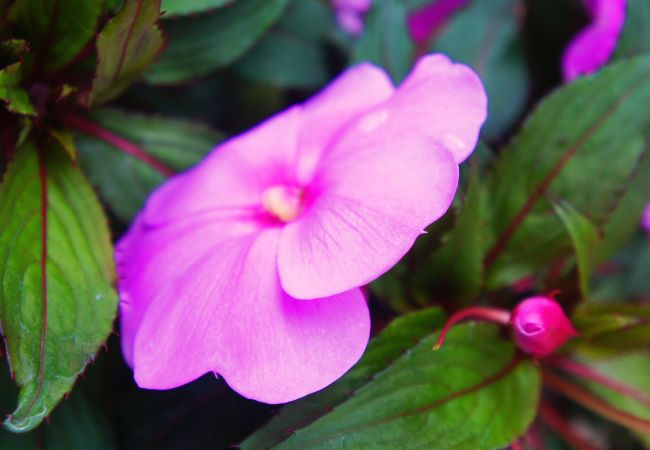 Casa em Gerês - Ref. 146323 Casa em Gerês - Ref. 146323