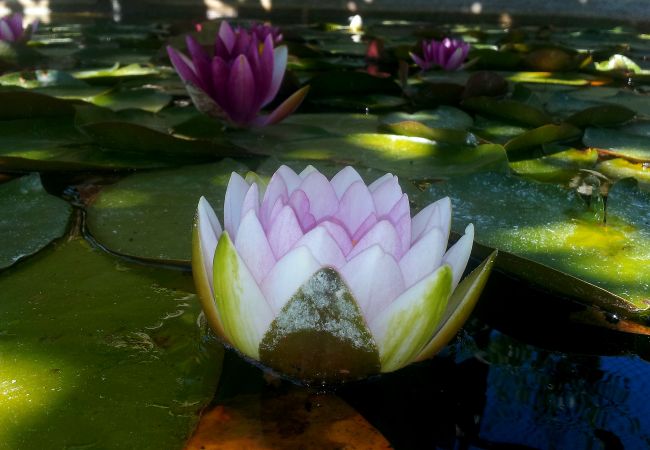 Casa em Arcos de Valdevez - Ref. 156245 Casa em Arcos de Valdevez - Ref. 156245