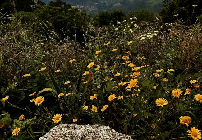 Rent by room in Terras de Bouro - Ref. 565875 Rent by room in Terras de Bouro - Ref. 565875