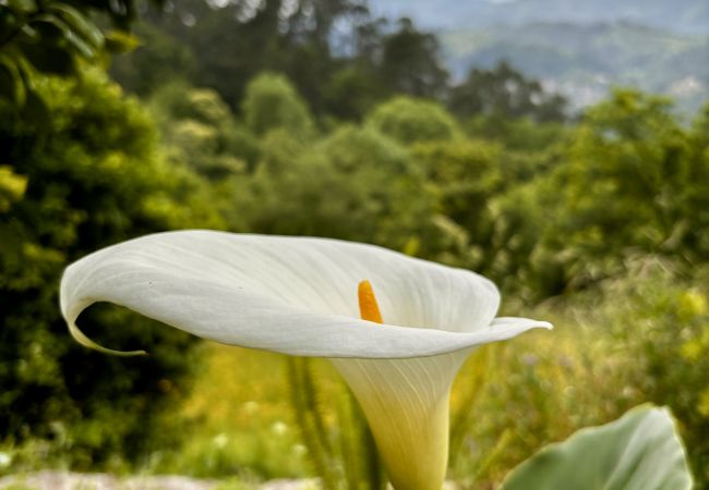 Alquiler por habitaciones en Terras de Bouro - Ref. 565878 Alquiler por habitaciones en Terras de Bouro - Ref. 565878