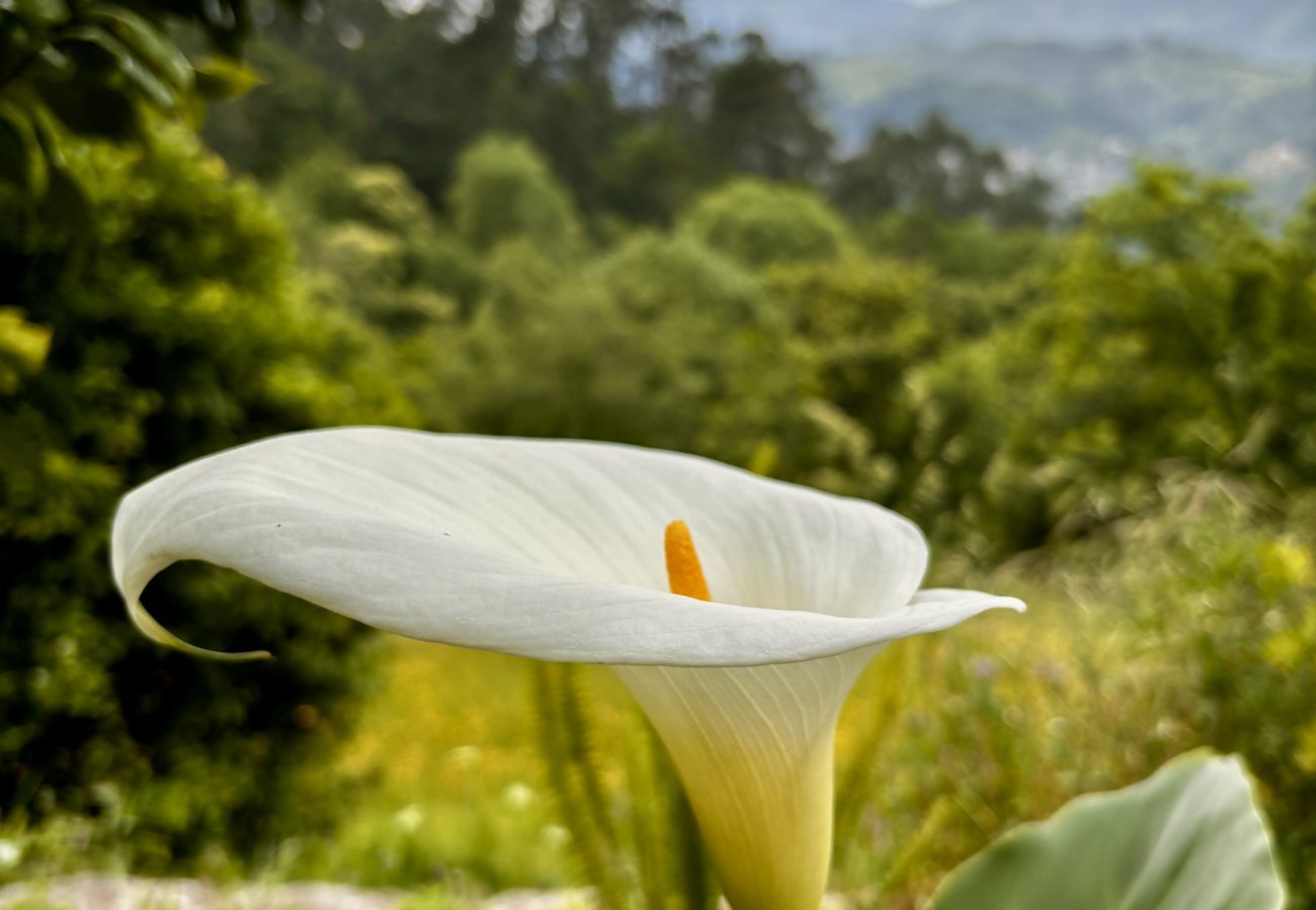 Alquiler por habitaciones en Terras de Bouro - Ref. 565878 Alquiler por habitaciones en Terras de Bouro - Ref. 565878