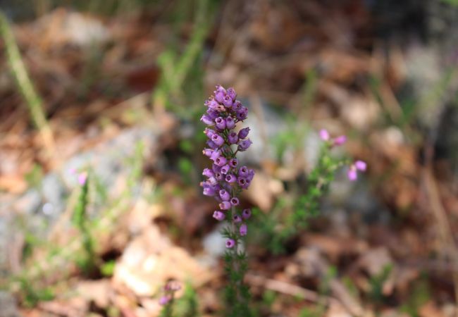 Gîte Rural à Terras de Bouro - Réf. 153573 Gîte Rural à Terras de Bouro - Réf. 153573