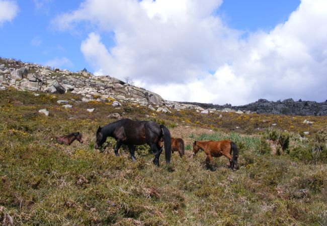 Gîte Rural à Terras de Bouro - Réf. 153573 Gîte Rural à Terras de Bouro - Réf. 153573