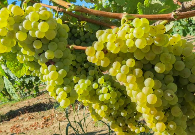 Gîte Rural à Amares - Réf. 160510 Gîte Rural à Amares - Réf. 160510